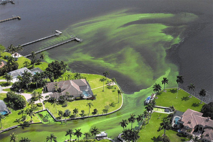Florida: the smelly, algae blooms invaded the Atlantic beaches | Photo: Greg Lovett/AP