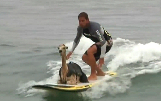 Surfer alpaca: Domingo Pianezzi already thinks how will he teach his elephant