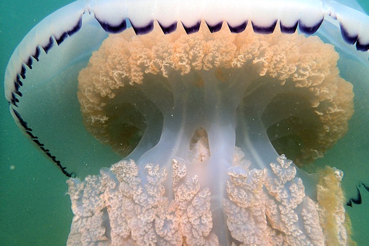 Barrel jellyfish: it weighs 20 kilograms