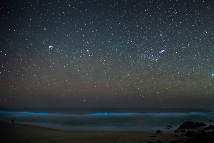Bioluminescence: a magical blue light that sometimes appear in worldwide beaches | Photo: Creative Commons