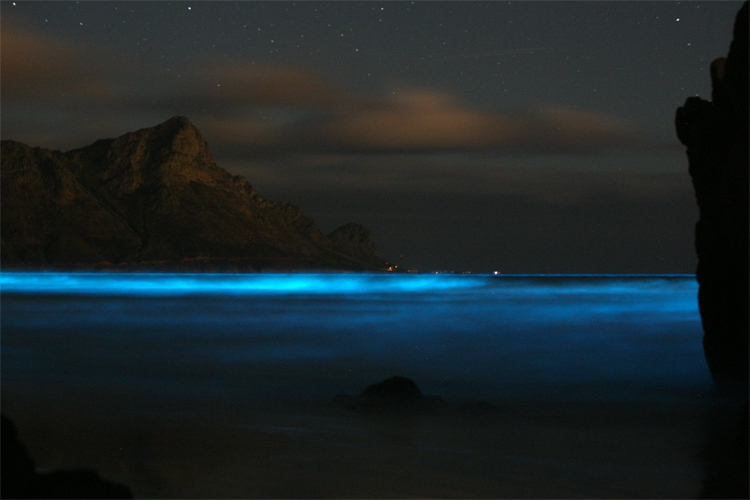 Bioluminescence: a chemical process that illuminates the ocean, the waves and the shoreline with a blue glow at night | Photo: Creative Commons