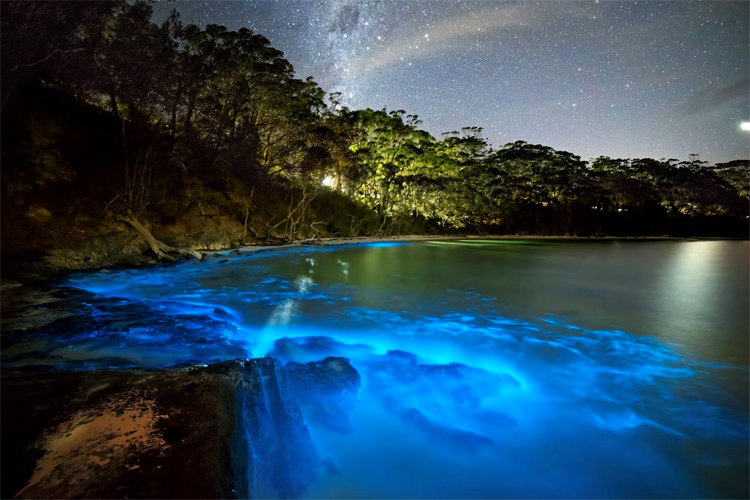 Bioluminescence: a natural phenomenon that lights up the ocean waves | Photo: Sports and Travel