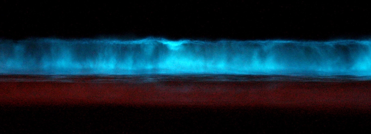 Glow waves: bioluminescent plankton lighting up the water in Carlsbad | Photo: Creative Commons