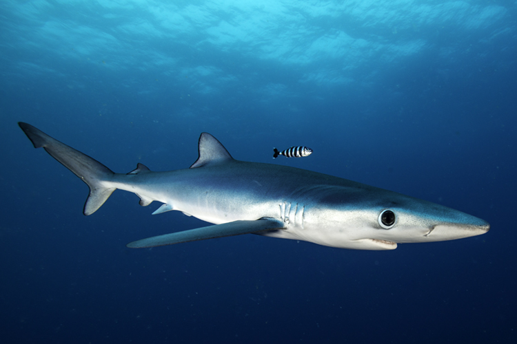 The Blue Shark | Photo: Shutterstock