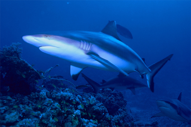 Bronze whaler shark: found mostly at temperate latitudes | Photo: Creative Commons