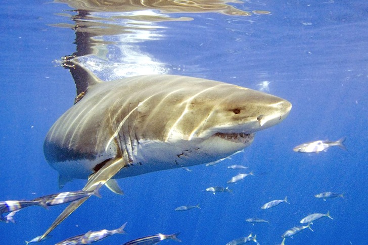 Great white shark: there are cannibals in the family