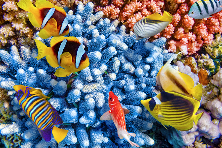 Ocean acidification: changes in pH kill coral reefs | Photo: Shutterstock