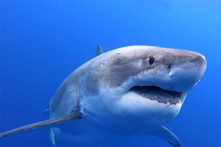 Deep Blue: the female ocean predator weighs around 2.5 tons