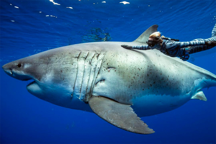 Ocean Ramsey: swimming with the 'Deep Blue' great white shark | Photo: Juan Oliphant