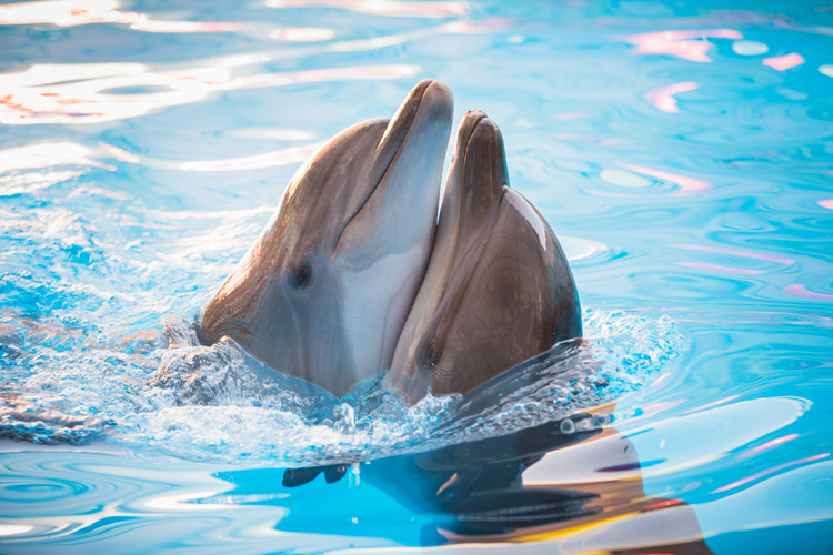Dolphins: intelligent and highly playful creatures | Photo: Shutterstock