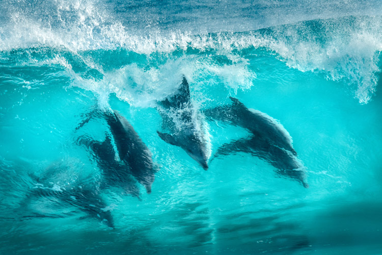 Dolphins: they're talented surfers | Photo: Shutterstock
