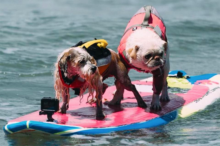Prince Dudeman and Surf Gidget The Pug: they finished runner-up in the Tandem Dogs division | Photo: Surf Gidget The Pug