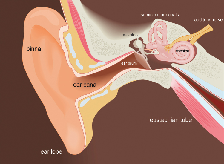 Ear canal: water may sometimes get stuck in your eustachian tubes | Illustration: SurferToday/Shutterstock