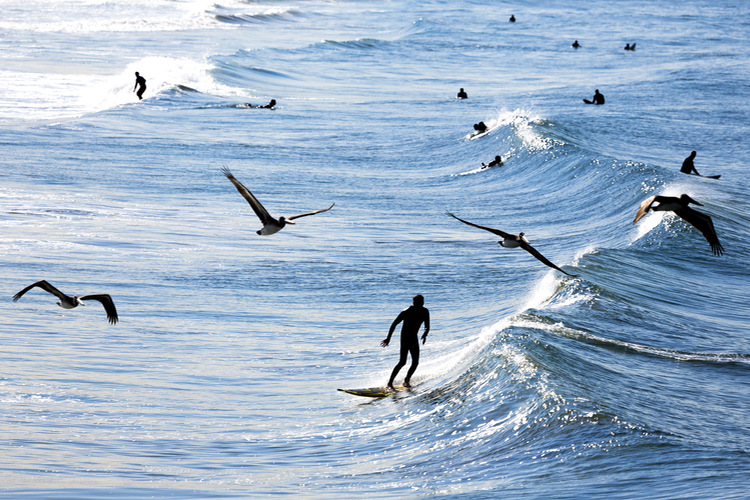 Surfers: protectors of the beach and guardians of marine life | Photo: Shutterstock