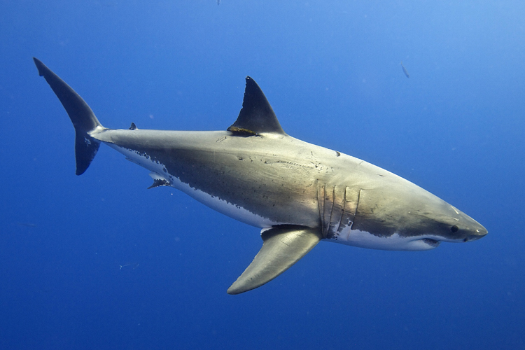 Sharks: they rule 70 percent of the world | Photo: Elias Levy/Creative Commons