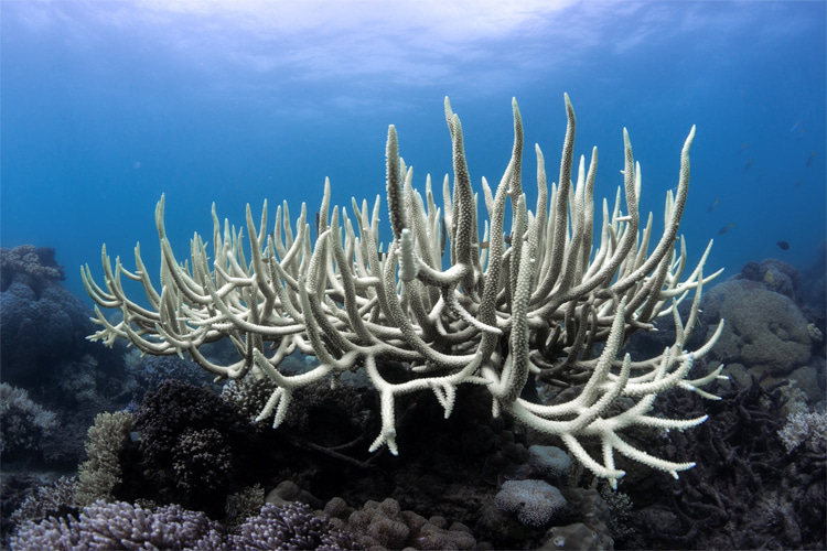 Coral bleaching: the fourth wave of destruction hit over 50 countries