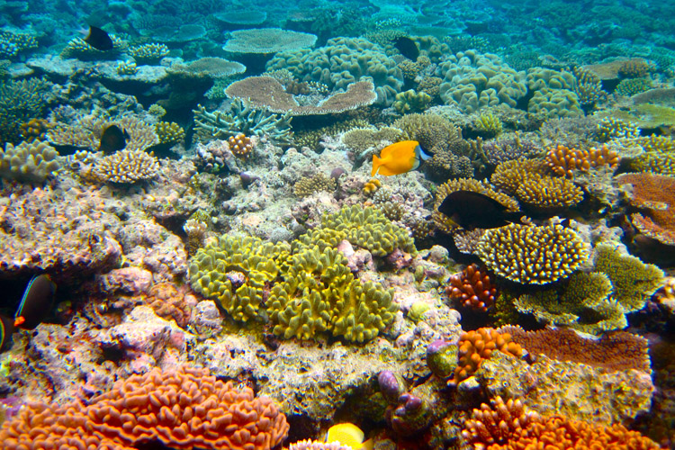 Great Barrier Reef: the world's largest living structure | Photo: Shutterstock