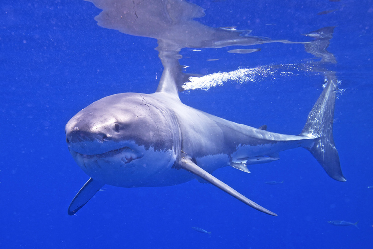 Great White Shark: loves temperate waters | Photo: Elias Levy/Creative Commons