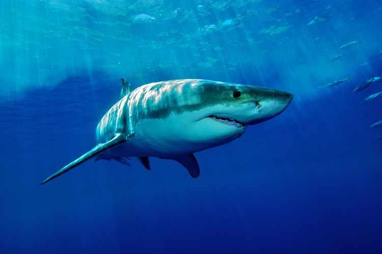 The Great White Shark | Photo: Shutterstock