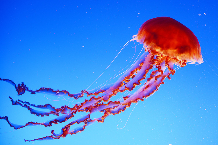 Jellyfish: their sting can be deadly | Photo: Shutterstock