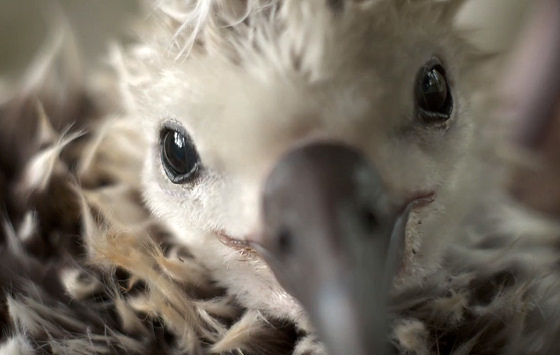 Albatross: being killed for the sake of plastics