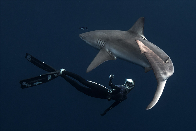 Ocean Ramsey: she has swum with nearly 50 shark species | Photo: Oliphant/One Ocean Diving