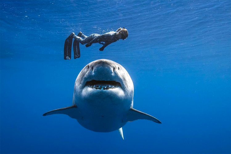 Ocean Ramsey: a marine biologist, freediver, and shark conservationist | Photo: Oliphant/One Ocean Diving