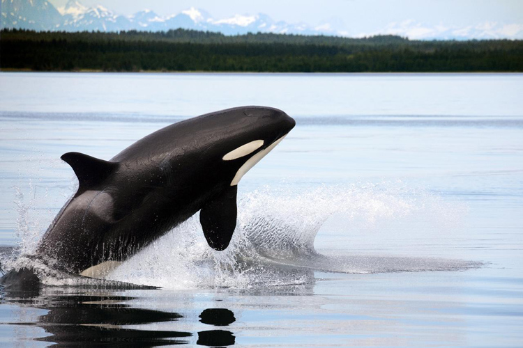 Orcas: they adapt well to both cold and warm water temperatures | Photo: Michel/Creative Commons