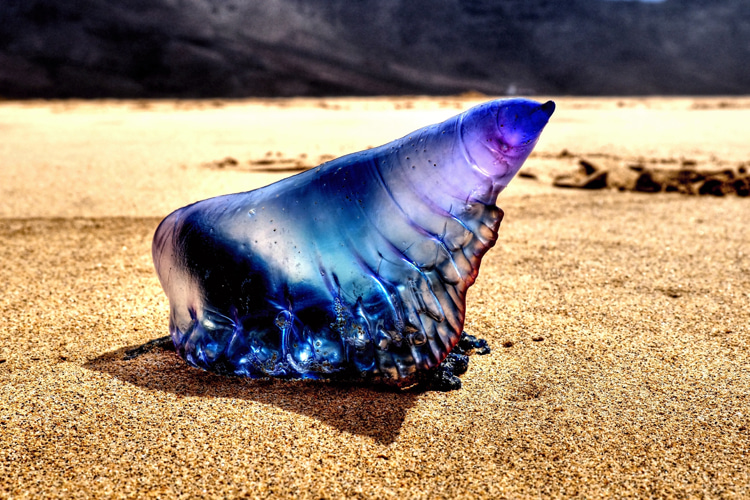 Portuguese man o' war: the carnivore marine creature can be found swimming in warm oceanic waters all over the world | Photo: Shutterstock