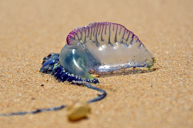 Portuguese man-of-war: learn how to treat the sting and remove the venom from your body | Photo: Shutterstock