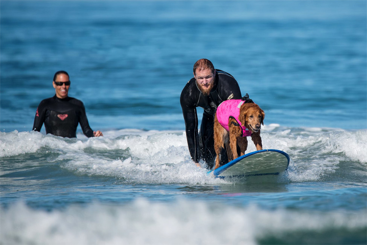 Surf Dog Ricochet: helping veterans with PTSD recover faster | Photo: Surf Dog Ricochet