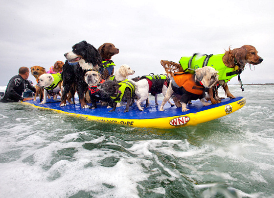 San Diego Surf Dog Competition: riding a wave for the Guinness World Records