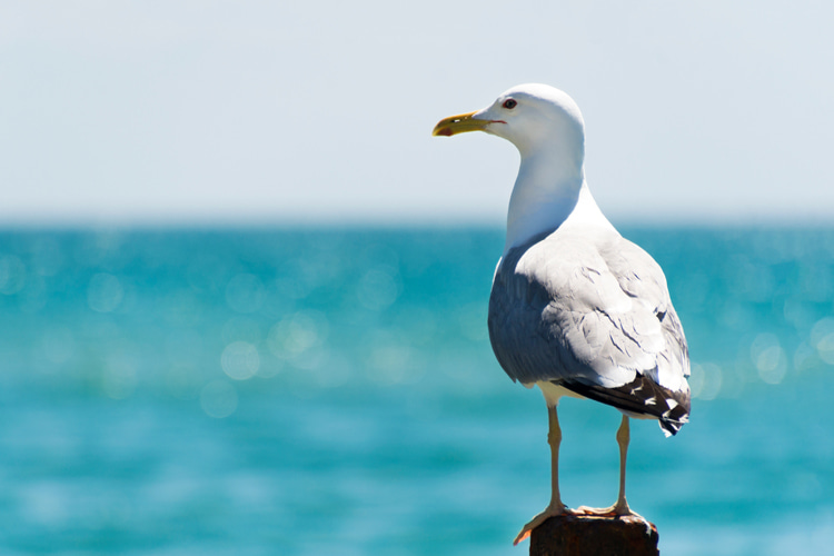 Seagulls: these intelligent thieves are found all over the world, from the Arctic to the Equator | Photo: Shutterstock