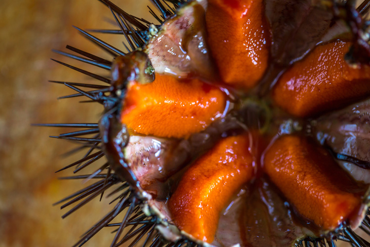 Sea urchins: a small marine creature equipped with more or less venomous spines | Photo: Shutterstock