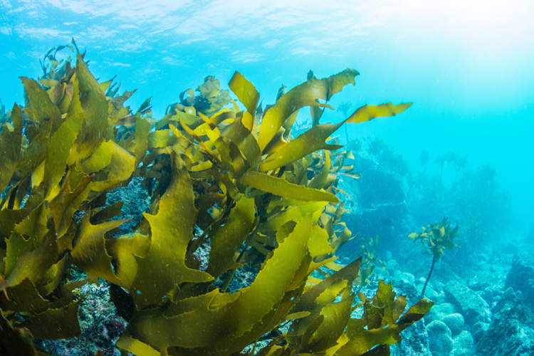 Seaweed: one of the most nutritionally-dense foods of Kingdom Plantae | Photo: Shutterstock