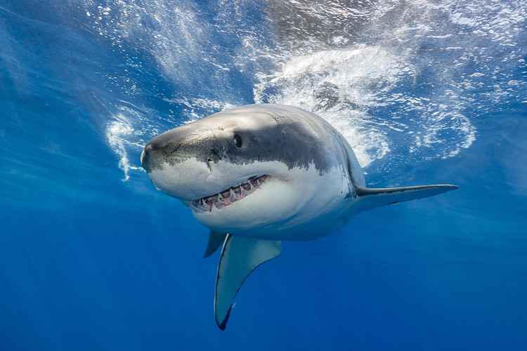 Sharks: they kill less humans than lightning strikes | Photo: Shutterstock
