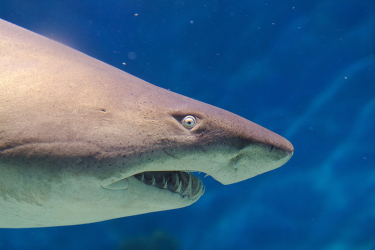 Sharks: they are scaring tourists away from Australia | Photo: VirtualWolf/Creative Commons