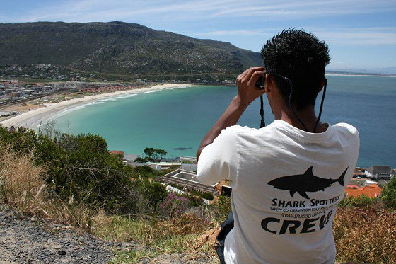 Shark Spotters: studying trends in South Africa