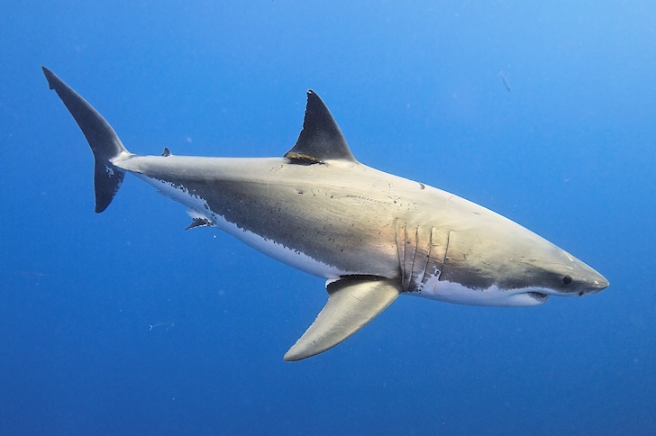SharkStopper: world's first acoustic shark repellent