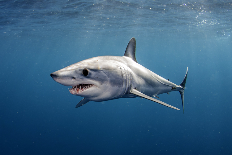 The Shortfin Mako Shark | Photo: Shutterstock