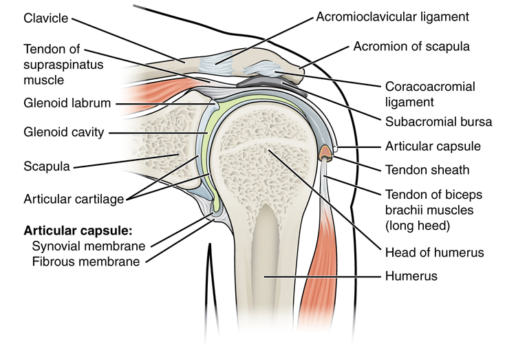 Shoulder: the group of structures with the broadest range of motion of any joint in the human body | Illustration: Creative Commons