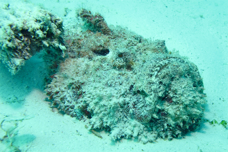 Stonefish: its camouflage resembles rocks, sand, mud and coral | Photo: Creative Commons