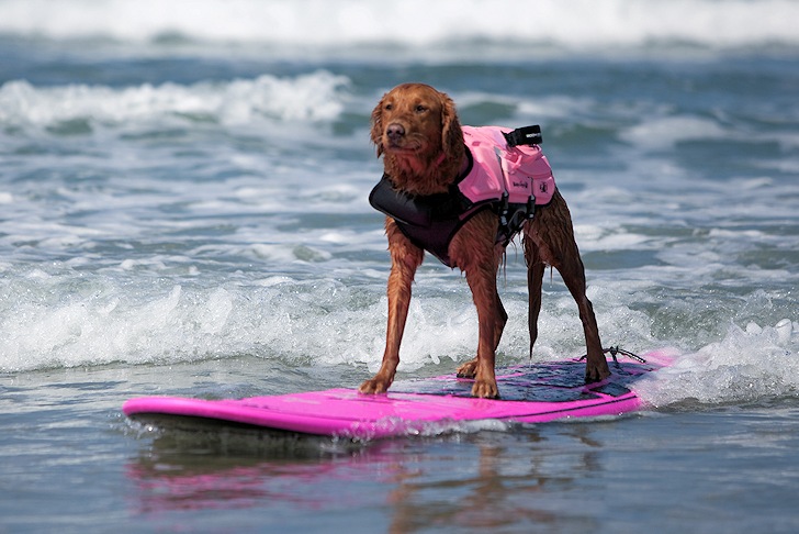 Ricochet: the world's most famous surf dog
