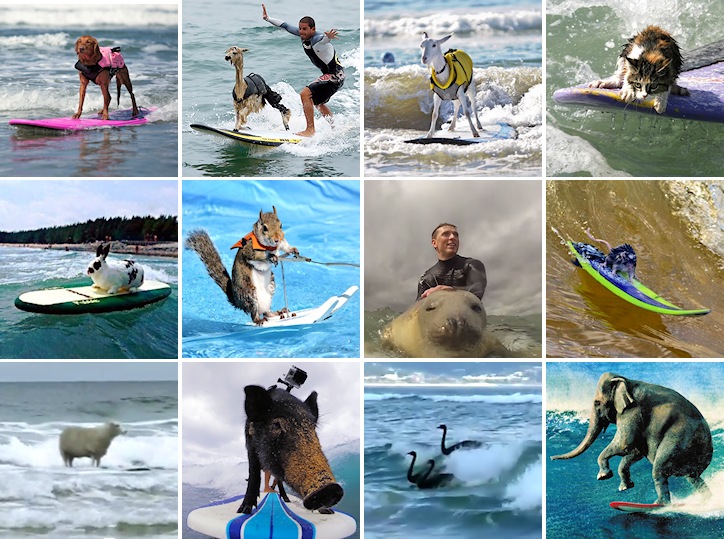 Surfing animals: dogs, alpacas, goats, cats, rabbits, squirrels, seals, mice, sheep, pigs, swans, and even elephants share the stoke