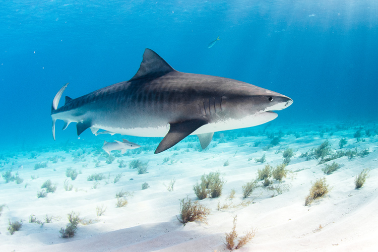 The Tiger Shark | Photo: Shutterstock