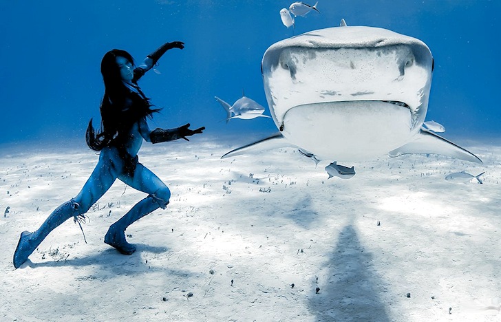 Hannah Fraser: tiger sharks loved her dance moves