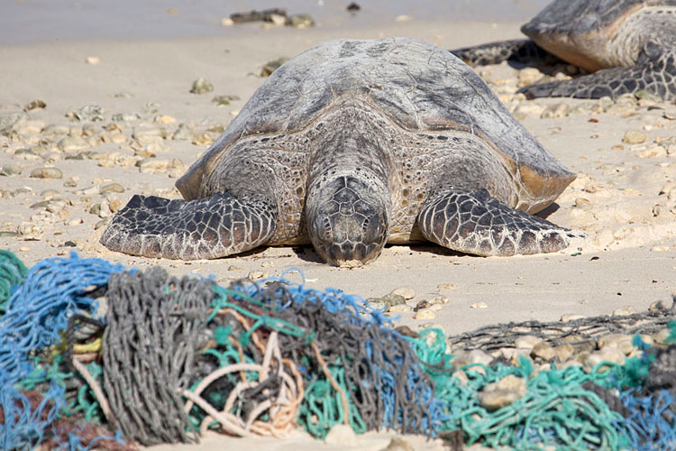 Abandoned fishing nets: a threat to sea life | Photo: USFWS/Creative Commons