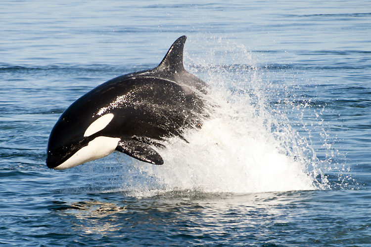 Killer whale: the largest member of the dolphin family | Photo: Shuttersotck