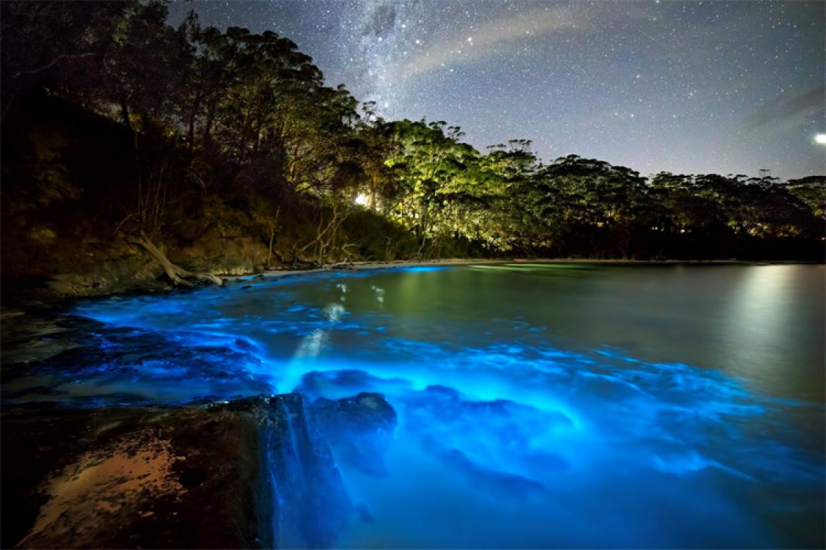 is bioluminescence?