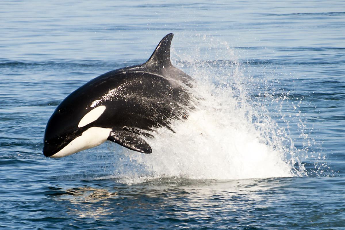What is a killer whale?